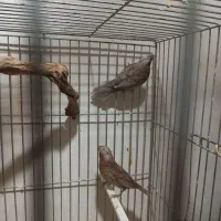 فنچ  پرل شکلاتی جفت بنگالی|پرنده|هشتگرد, هشتگرد قدیم|دیوار