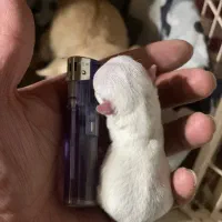 شیواواهای استثنایی|سگ|محمدشهر, عباس آباد|دیوار