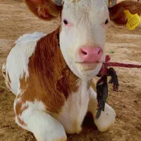 معاوضه گوساله با پرواری|حیوانات مزرعه|اقبالیه, |دیوار