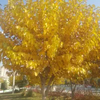 استخدام نیرو مسلط به سایت و امور اداری