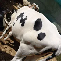 یزع گوساله ماده|حیوانات مزرعه|بندر ماهشهر, |دیوار