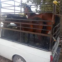 فروش و خرید اسب پالونی و بار کش