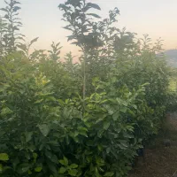 نهال نارنج|خدمات باغبانی و درختکاری|بابل, |دیوار