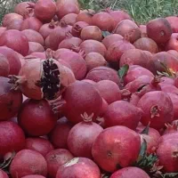 انار دانه زغالی جوشان|خوردنی و آشامیدنی|گلباف, |دیوار