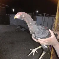 مرغ خروس لاری