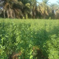 بذر یونجه