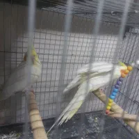 عروس اوز خوان دستی حرف میزنه