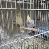 عروس هلندی|پرنده|زیباشهر, |دیوار