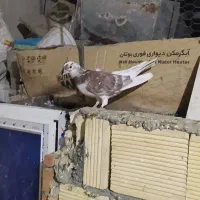 چندتا کبوتر مفلق فیت ودولا با یدونه تهرانی|پرنده|فارسان, |دیوار