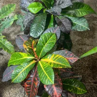 خانه گل و گیاه حضوری و آنلاین|گل و گیاه طبیعی|زرند, |دیوار