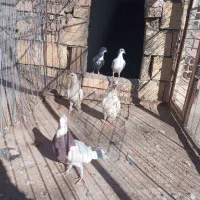 فروش کفتر .سربیشه