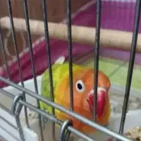 کوتوله برزیلی