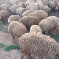 بره نر۶۰راس