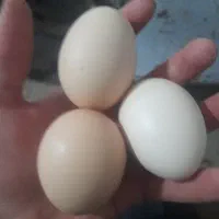 تخم مرغ لاری