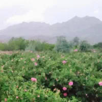 زمین کشاورزی گل محمدی