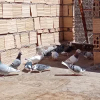 کفتر رنگه|پرنده|مشهد, كنويست|دیوار