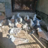 کبوتر کلسفید یا کربلایی