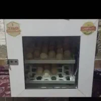 دستگاه جوجه کشی