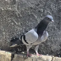 کفتر کاشونی و دمگیر|پرنده|نجف‌آباد, شیخ آباد|دیوار