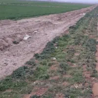 فروش. زمین کشاورزی با دو چاه برقی سرحد دشت نمدان