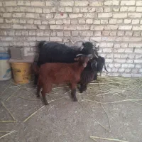 گوسفند