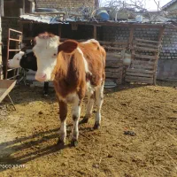 یک عدد گوساله سیمینتال فروشی قرمز