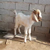 نر بزغاله دورگ مناسب پرواری و داشتی|حیوانات مزرعه|گنبد کاووس, |دیوار