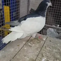 رنگی مسافتی