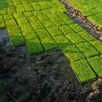 توم باکسی جمشید