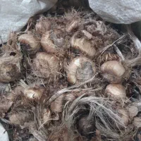 پیاز زعفران