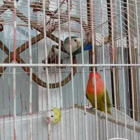 یه‌جفت‌طوطی‌برزیلی مولد