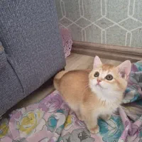 گربه بریتیش