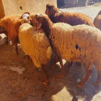 بره نر و ماده