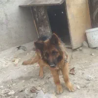 سگ ژرمن نروماده معاوضه بابره شیرخور