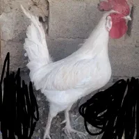 2عدد جوجه محلی با1عدد خروس محلی