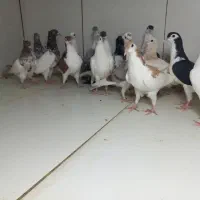 جوجه رنگی ۲۲تایی