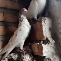 کبوتر تهرانی|پرنده|اهر, |دیوار