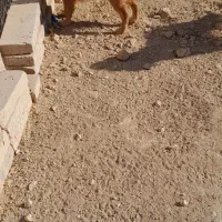 سگ پا کوتاه بازیگوش|سگ|کبودرآهنگ, |دیوار