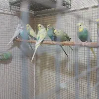 مرغ عشق جوانه
