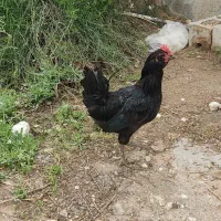 خروس سیاه ریشی