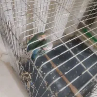 یک جفت طوطی برزیلی