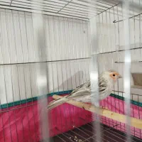 جفت قناری آگات مزاییکی