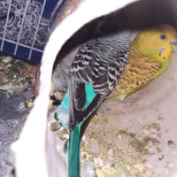 پرنده|پرنده|زابل, |دیوار