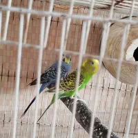 جفت مرغ عشق|پرنده|بندر گناوه, |دیوار