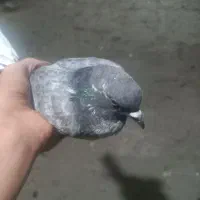کفتر