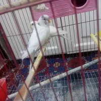 مرغ عشقبا قفس