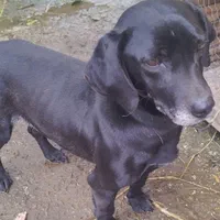 باسکت شکاری ماده