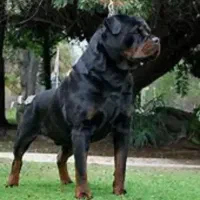 تزریقات حیوانات خانگی