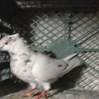 کبوتر پرشی ناب|پرنده|مشگین شهر, |دیوار