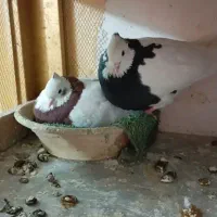 کبوتر|پرنده|الوند, |دیوار